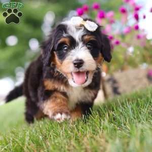 Hey There Delilah, Mini Bernedoodle Puppy